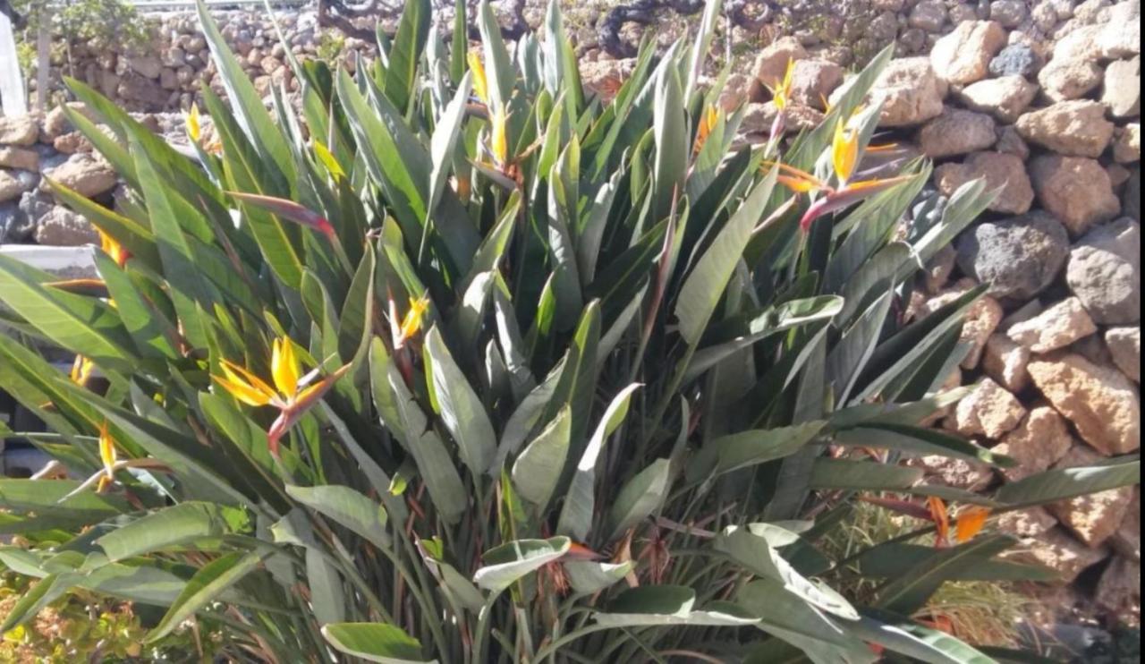 La Casita Ma Petite Folie Tenerife Santa Cruz de Tenerife Zewnętrze zdjęcie